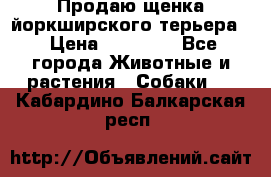 Продаю щенка йоркширского терьера  › Цена ­ 20 000 - Все города Животные и растения » Собаки   . Кабардино-Балкарская респ.